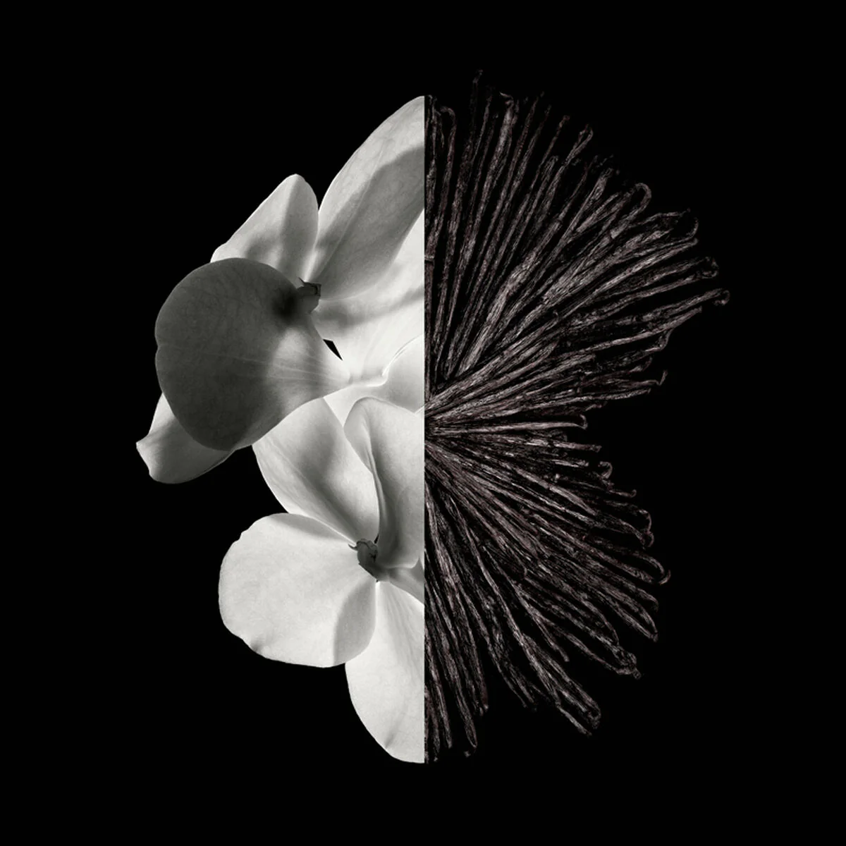 GENTLEMAN GIVENCHY - Image 6